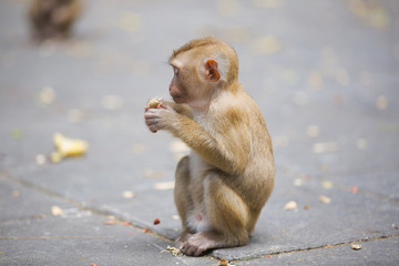 Monkeys of Monkey Hill Thailand 2 
