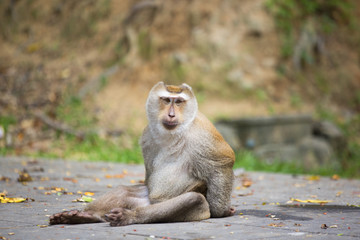 Monkeys of Monkey Hill Thailand 2 
