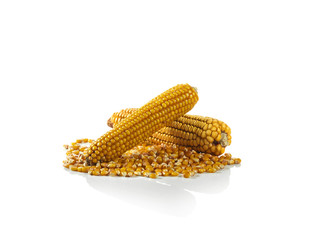corn cobs on white background