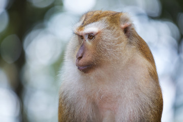 Fototapeta premium Monkeys of Monkey Hill Thailand 2 