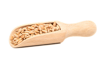 Wheat grain in scoop