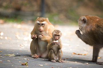 Monkeys of Monkey Hill Thailand 2 