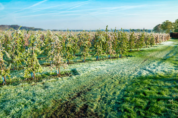 Layer of protective ice covering fruit trees