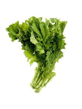 isolated lattuce salad
