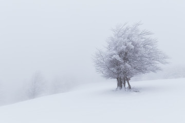 Fototapeta na wymiar Snowed tree in a foggy winter day in Urbasa, Navarra