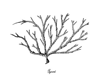 Hand Drawn of Ogonori Seaweed on White Background