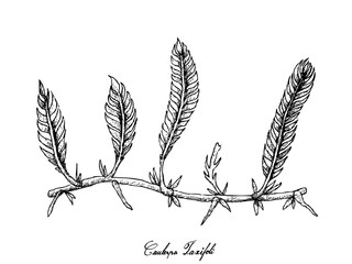 Obraz premium Hand Drawn of Caulerpa Taxifoli Seaweed on White Background