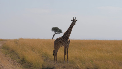 Lonely giraffe stands in the African savannah. Masai Mara, Nature Reserve, Kenya