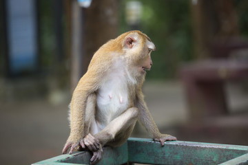 Monkeys of Monkey Hill Thailand 2 