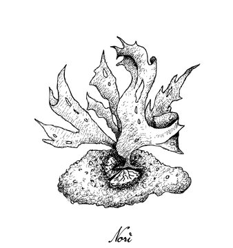 Hand Drawn of Nori Seaweed on White Background