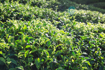Green tea leaves in a tea plantation in morning. closeup green tea leaves