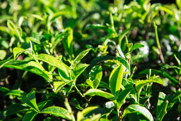 Fototapeta na wymiar Green tea leaves in a tea plantation in morning. closeup green tea leaves