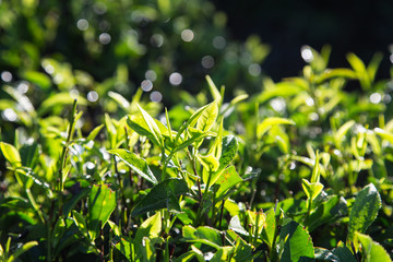 Green tea leaves in a tea plantation in morning. closeup green tea leaves