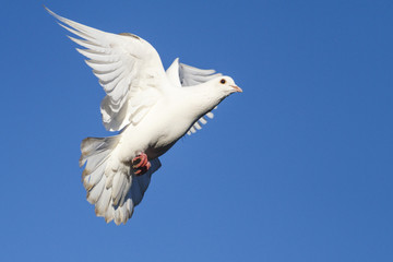 beautiful white doves on the blue sky