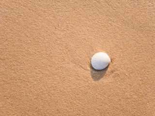 white shell