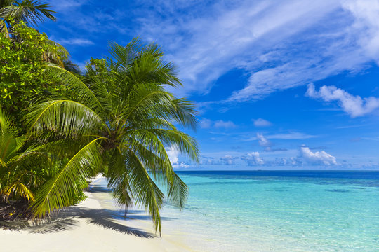 Schöner Maledivenstrand mit Palmen