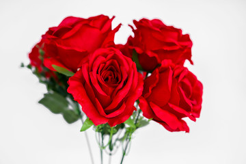 Rose - Flower, Backgrounds, Beauty, Close-up, Colors