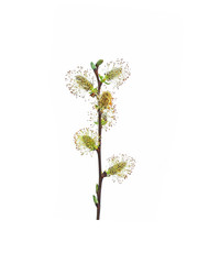 Spring. Easter. Palm Sunday. Awakening of new life. Blooming branch of young salix cinerea or grey willow isolated on the white background. Inflorescences, flowering period. Willows, sallows or osiers