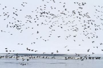 Mallards sitting on the ice of the frozen river