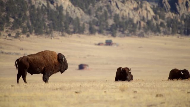 Colorado Bison Herd on the Grassland near Fairplay, Colorado, United States of America