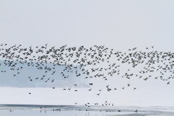 thousands of ducks fly over the freezing river