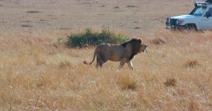 Lion Walking In Long Grass; Maasai Mara 7 Sept 16 Am; Maasai Mara, Kenya, Africa