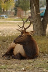 Elk