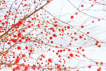 white snow texture and red berries