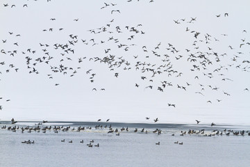 wild ducks on a frozen river