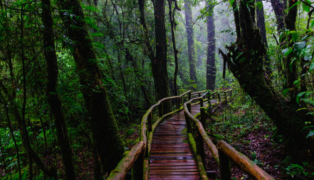 Fototapeta trail bridge walking way at Nation park in mountain evergreen forest