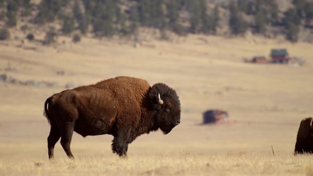 Colorado Landscape with Bison Herds on the Prairie