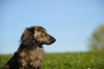Brindle Miniature Dachshund dog outdoor portrait in grass field with blue sky