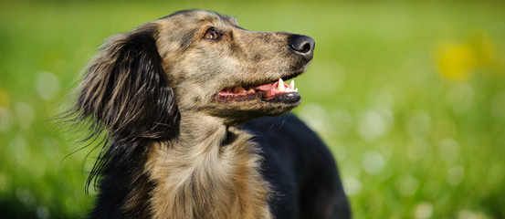 Brindle Miniature Dachshund dog outdoor portrait