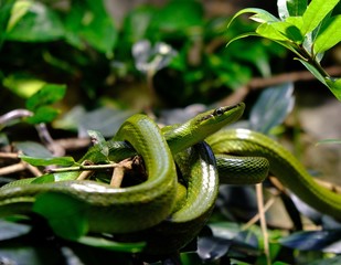 one green tree python