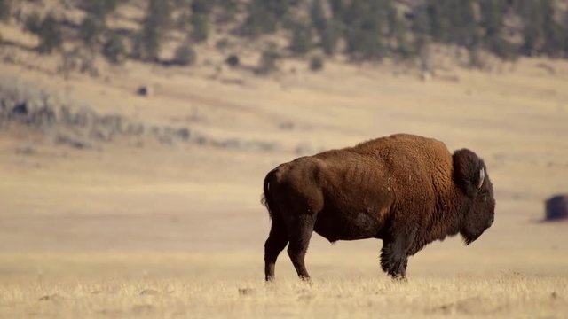 Lonely American Bison and the Colorado Prairie. United States of America. American Buffalo.