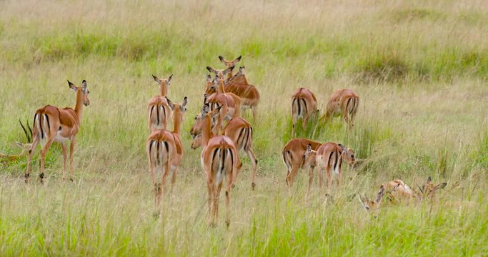 Female Impalas Resting; Maasai Mara Day 3; Maasai Mara, Kenya, Africa