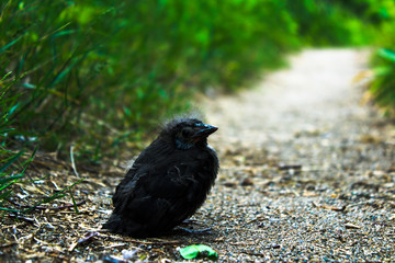 Hatchling