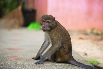 Monkeys of Monkey Hill Thailand 3 