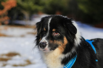 Australian shepherd portrait
