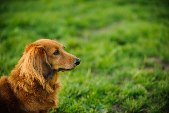 Longhaired Miniature Dachshund dog outdoor portrait in green grass