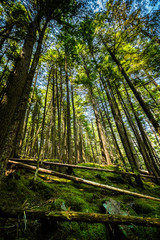 Fototapeta na wymiar tall trees in natural park summer