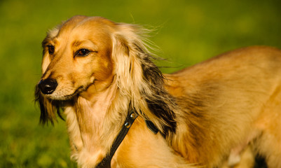 Longhaired Miniature Dachshund dog outdoor portrait