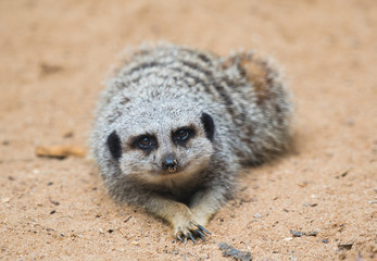 Fototapeta premium Slender Tailed Meerkat Portrait