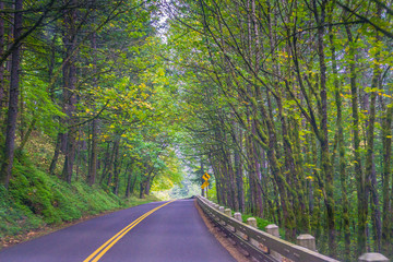 Fototapeta premium Fall Foliage on the road of Oregon