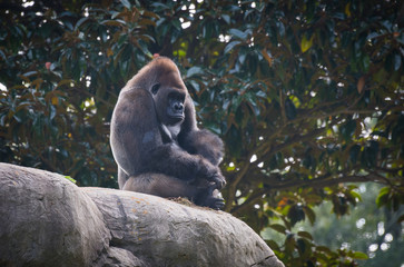 Western Lowland Gorilla Relaxing on Rock