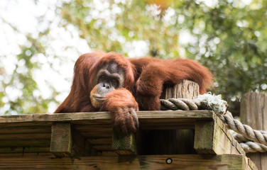 Adult Sumatran Orangutan Relaxing