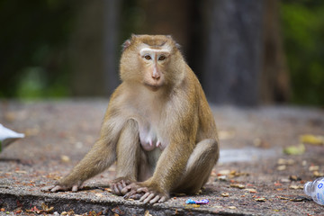 Monkeys of Monkey Hill Thailand 3 