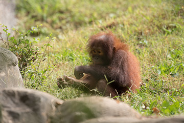 Baby Sumatran Orangutan
