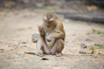 Monkeys of Monkey Hill Thailand 3 