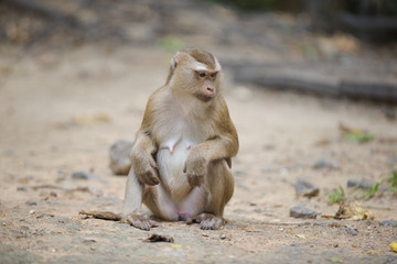 Monkeys of Monkey Hill Thailand 3 